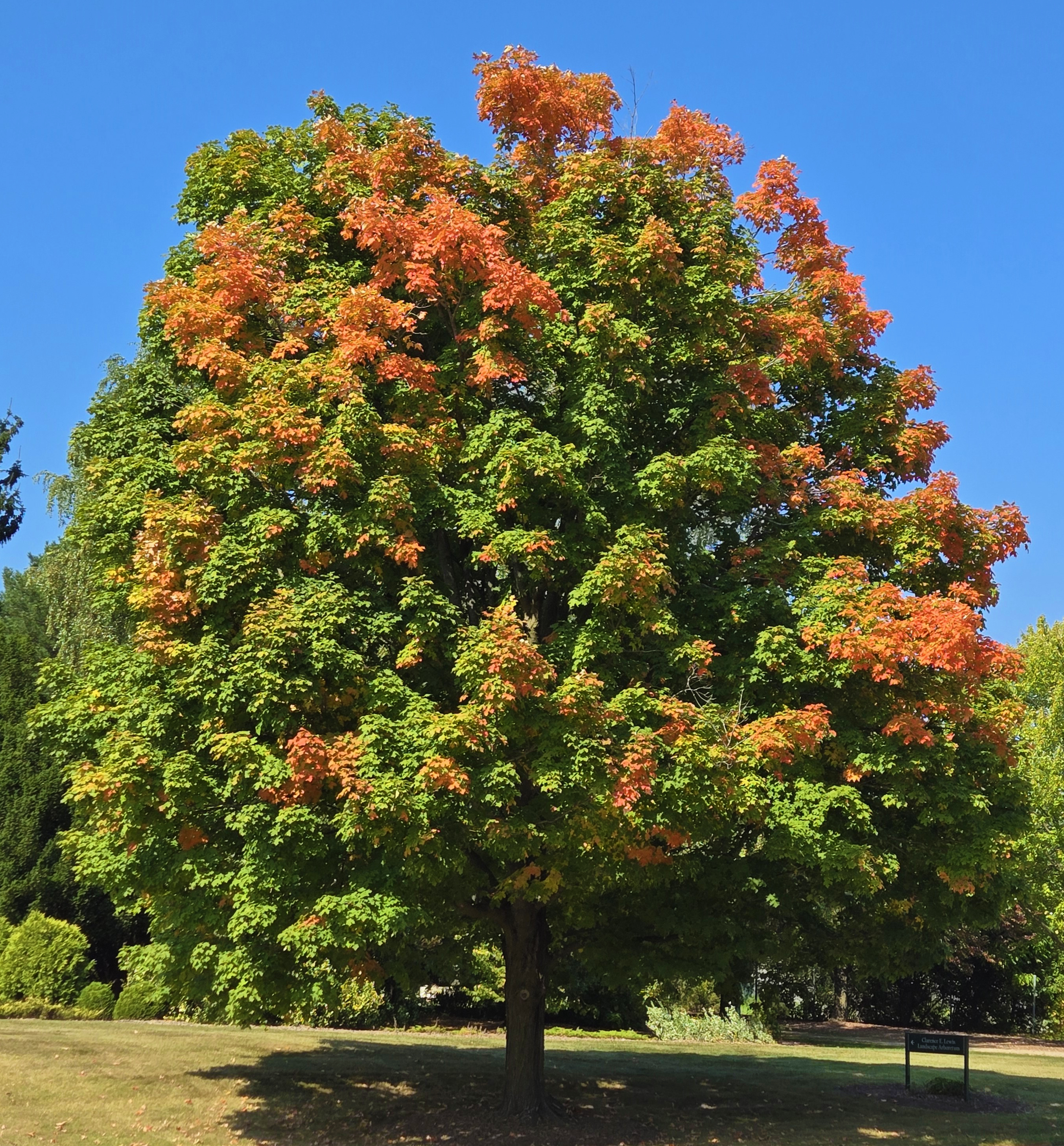 A large sugar maple tree whose green leaves are starting to turn orange.